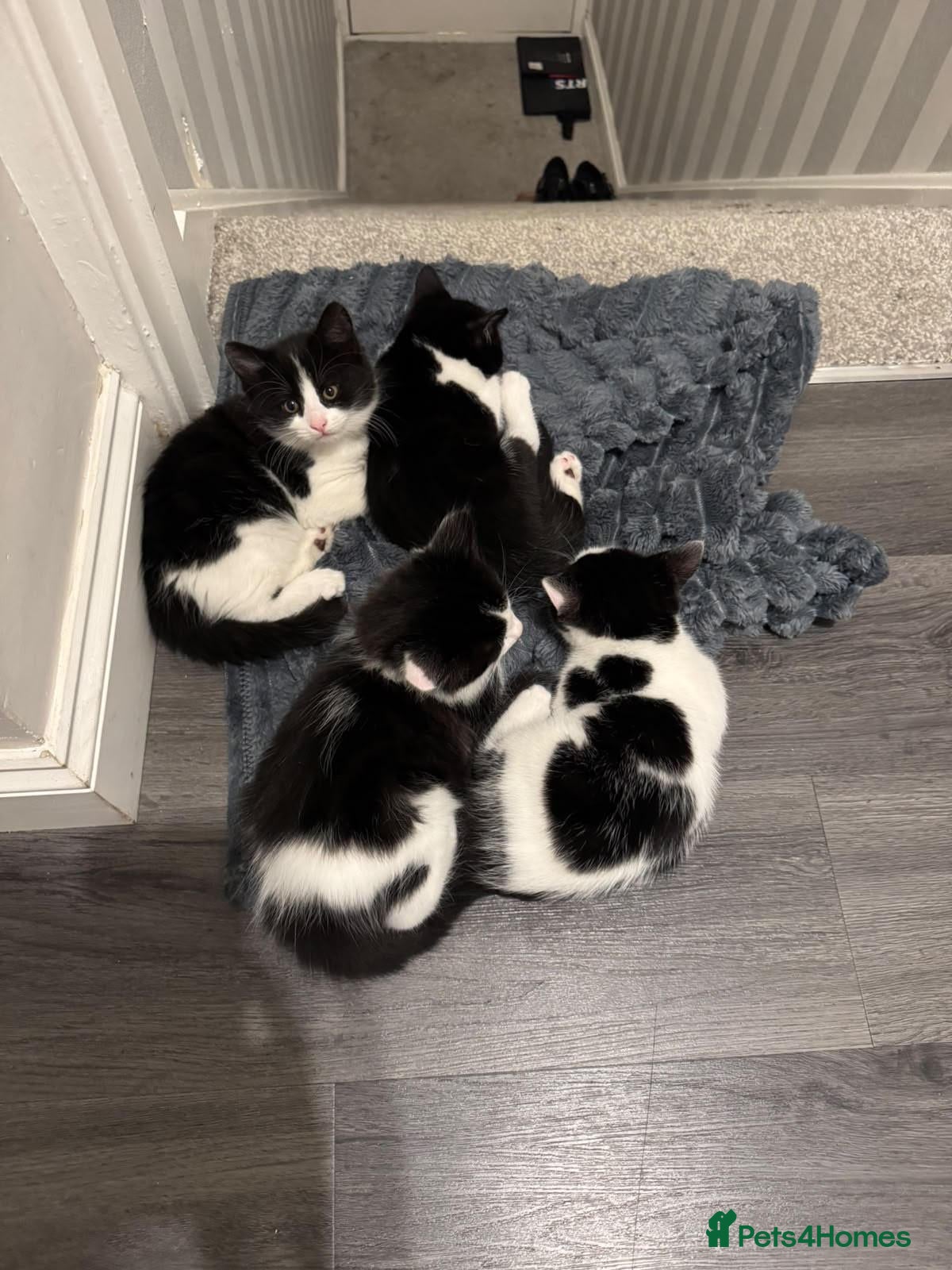 Mixed Breed cats Kittens available for adoption - Advert 1