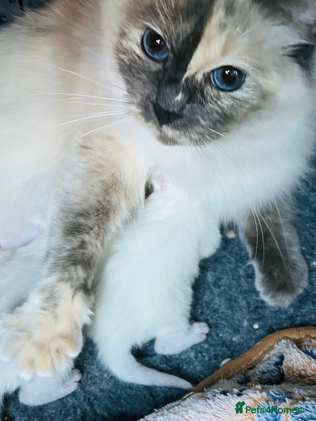 Ragdoll cats for sale: Stunning Ragdoll kittens  - Image 4