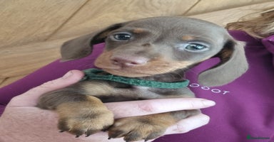 Miniature Dachshund dogs - Advert 16