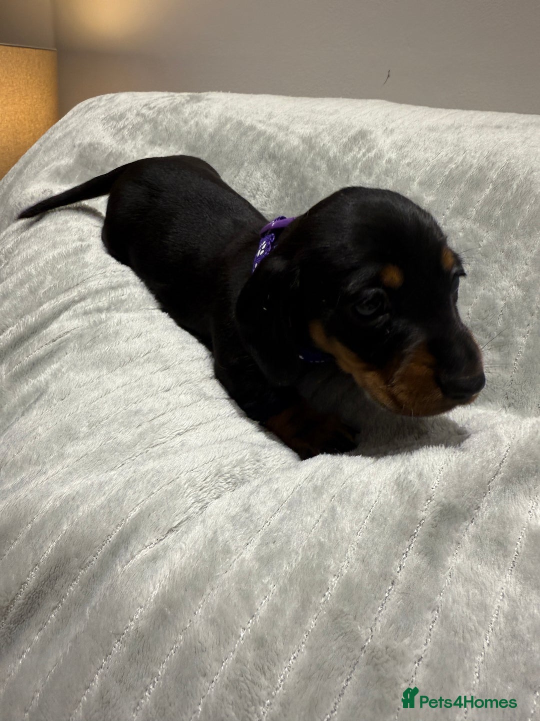 Miniature Dachshund dogs for sale: Miniature dachshund KC REG, Black and Tan left 🥰 - Advert 16