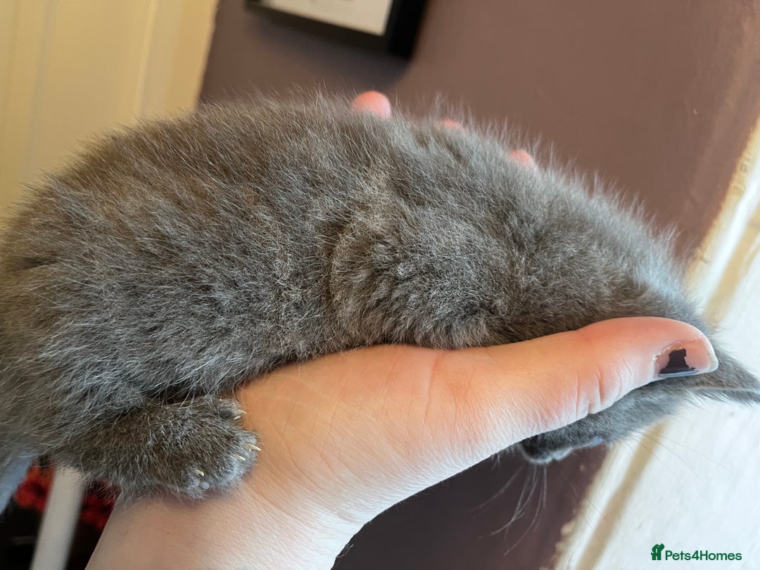 Mixed Breed cats for sale: Beautiful grey, tabby and black kittens  - Advert 9
