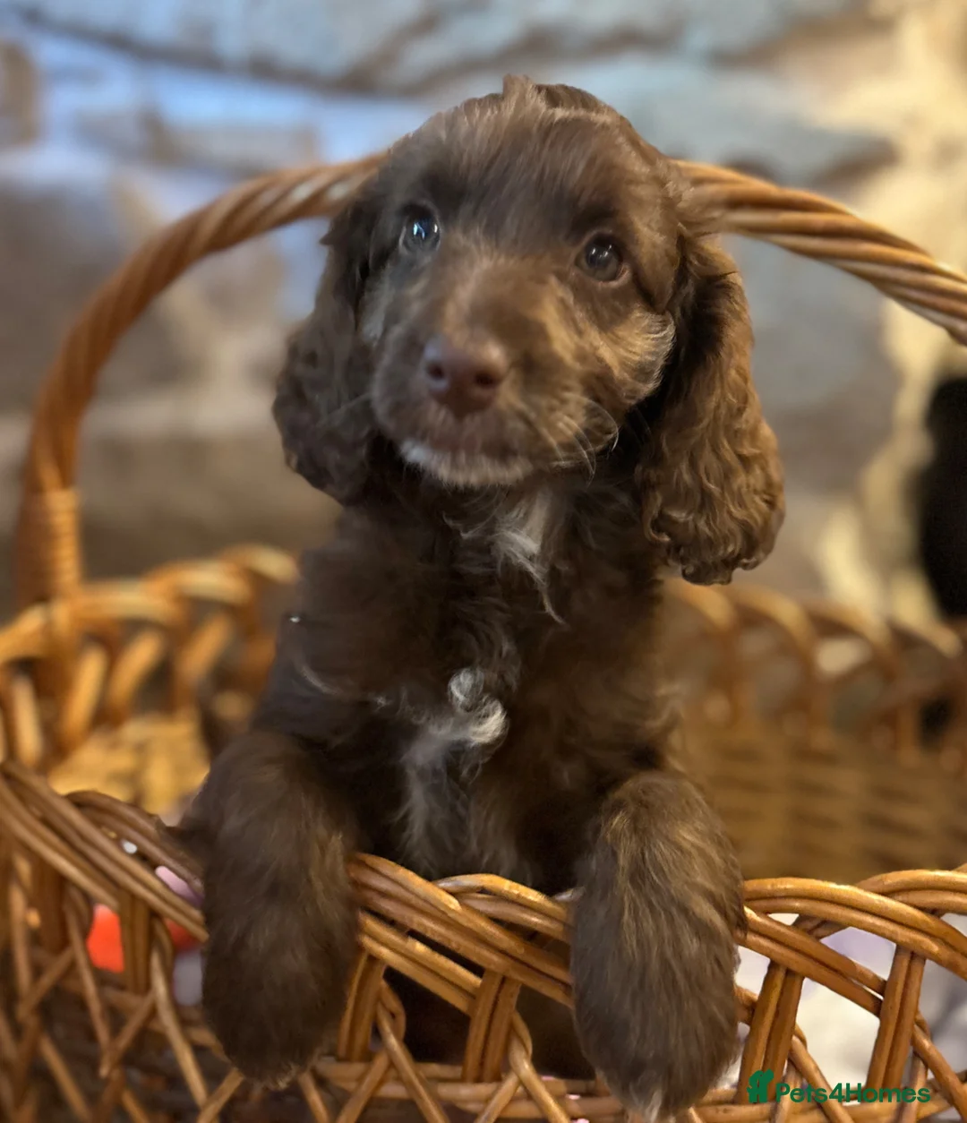 Cockapoo dogs for sale: Beautiful F1 Cockapoo Puppies  - Advert 1