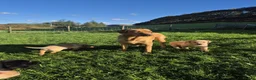 Labrador Retriever dogs for sale: Stunning Labrador Retriever Puppies Available - Advert 14