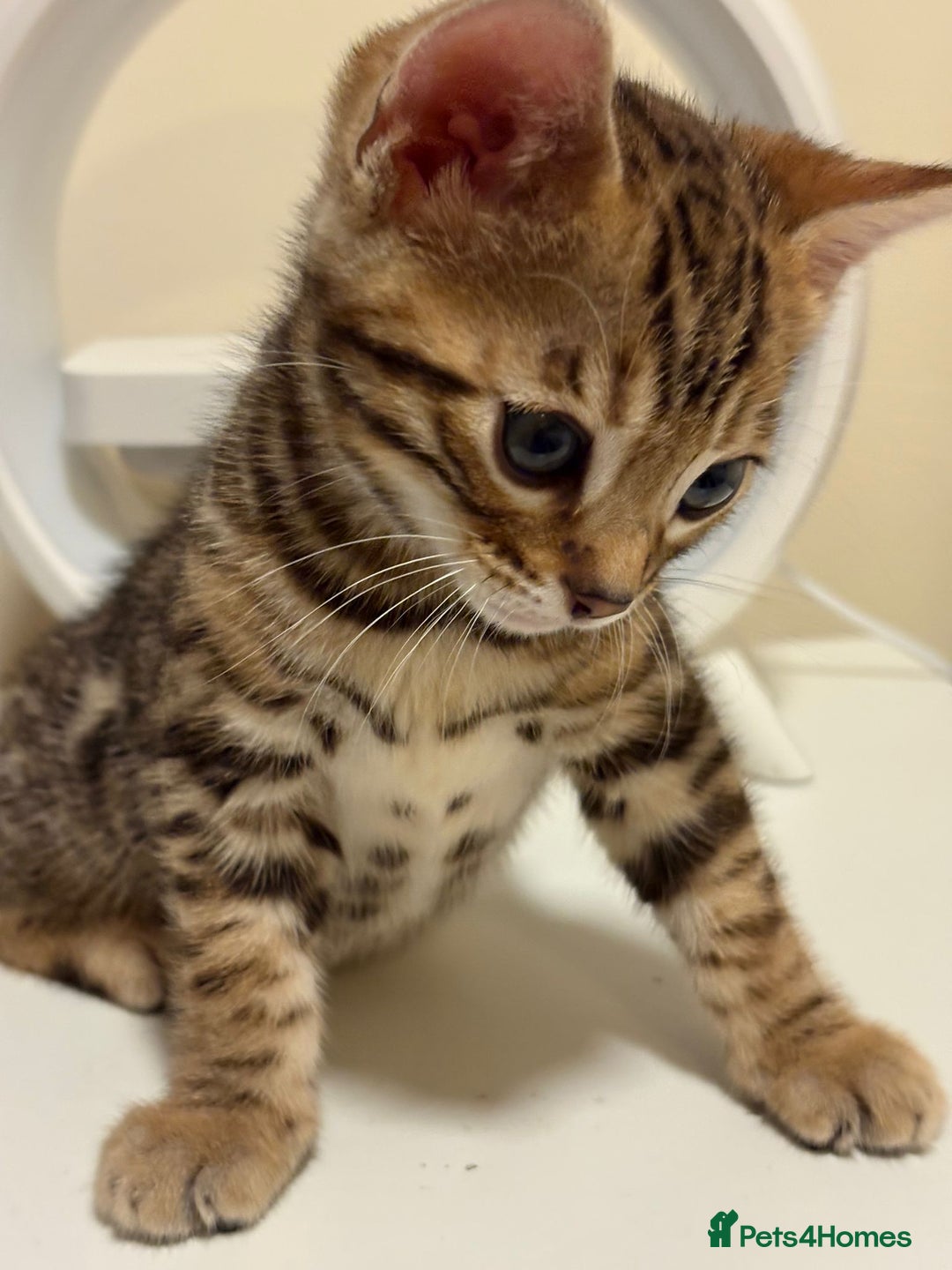 Bengal cats for sale: gorgeous pure bengal kittens  - Image 4