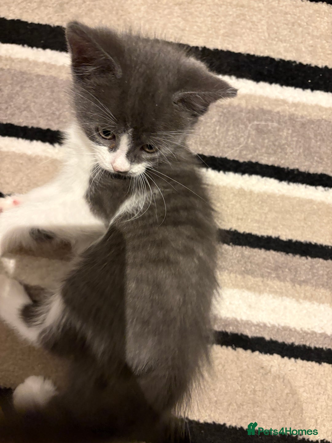 Mixed Breed cats for sale: Adorable Kittens Looking for Loving Homes  - Image 7