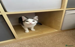 Domestic Shorthair cats for sale: Female domestic shorthair 2 years old - Image 4