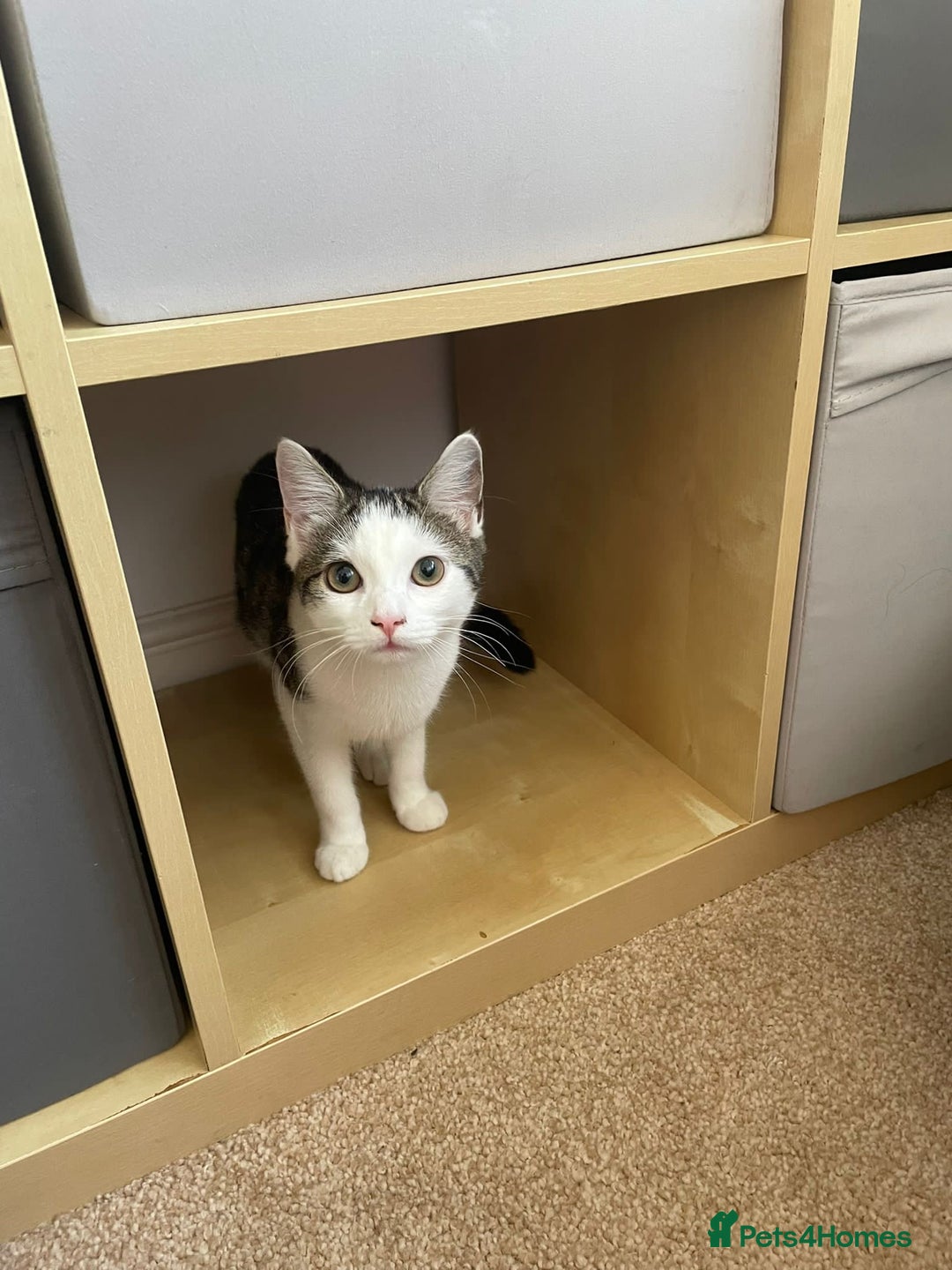 Domestic Shorthair cats for sale: Female domestic shorthair 2 years old - Image 4