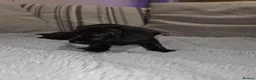 Dachshund dogs for sale: Miniature dachshund  in Thatcham - Advert 10