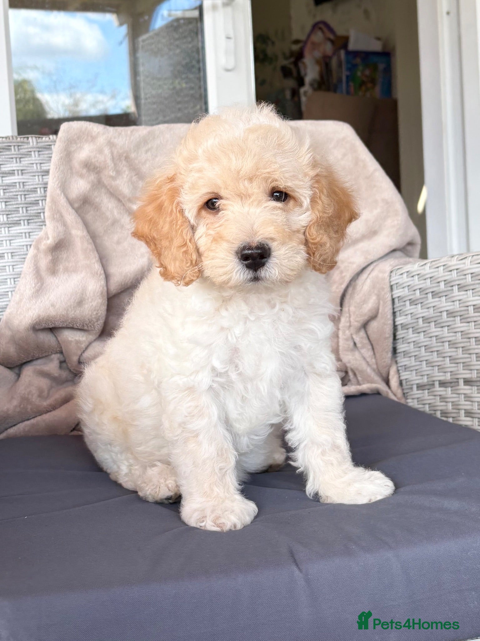 Cockapoo dogs Gorgeous F1B cockapoo puppy’s for sale  - Advert 16
