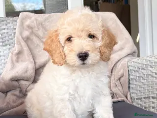 Cockapoo dogs Gorgeous F1B cockapoo puppy’s for sale - Advert 16