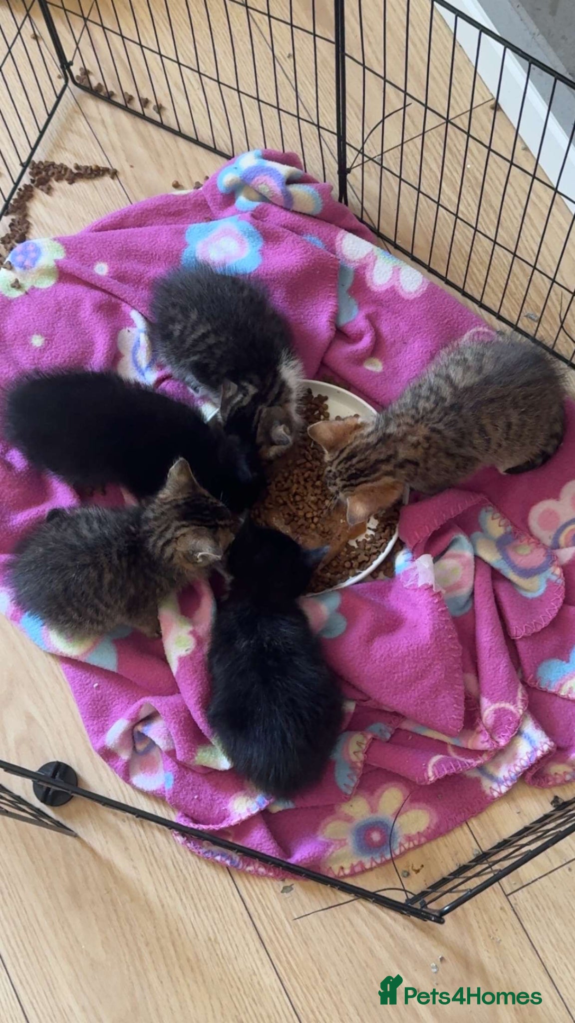 British Shorthair cats 3 Beautiful kittens for sale  - Advert 3