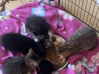 British Shorthair cats 3 Beautiful kittens for sale - Advert 14