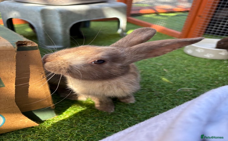 Mixed Breed rabbits - Advert 1