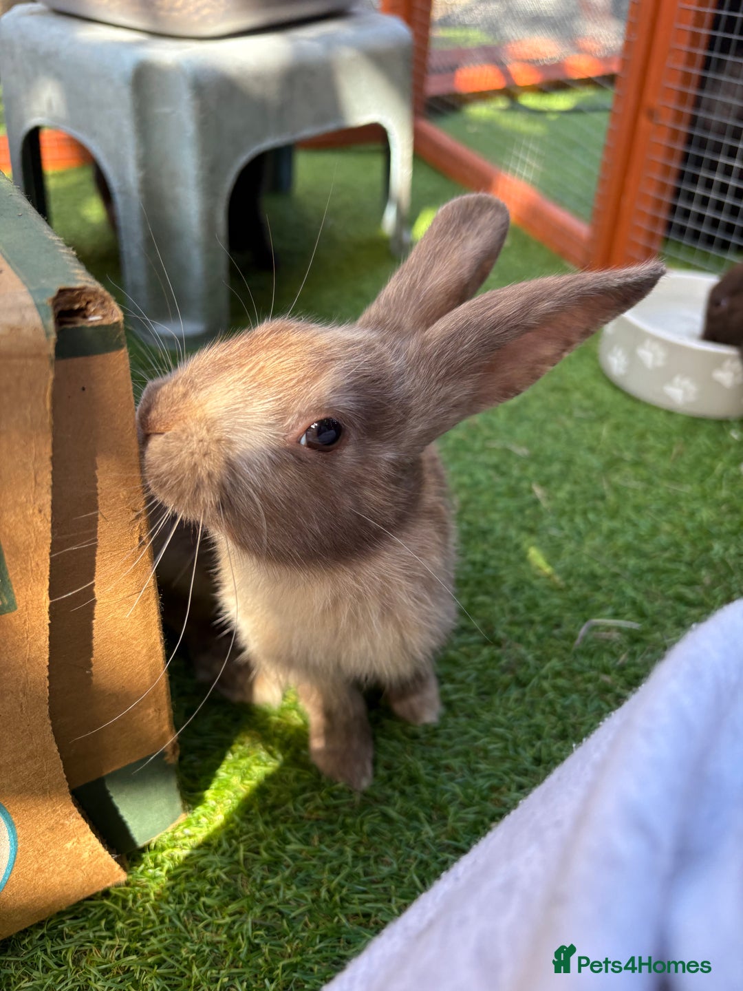 Mixed Breed rabbits for sale: Beautiful baby bunnies - Image 1