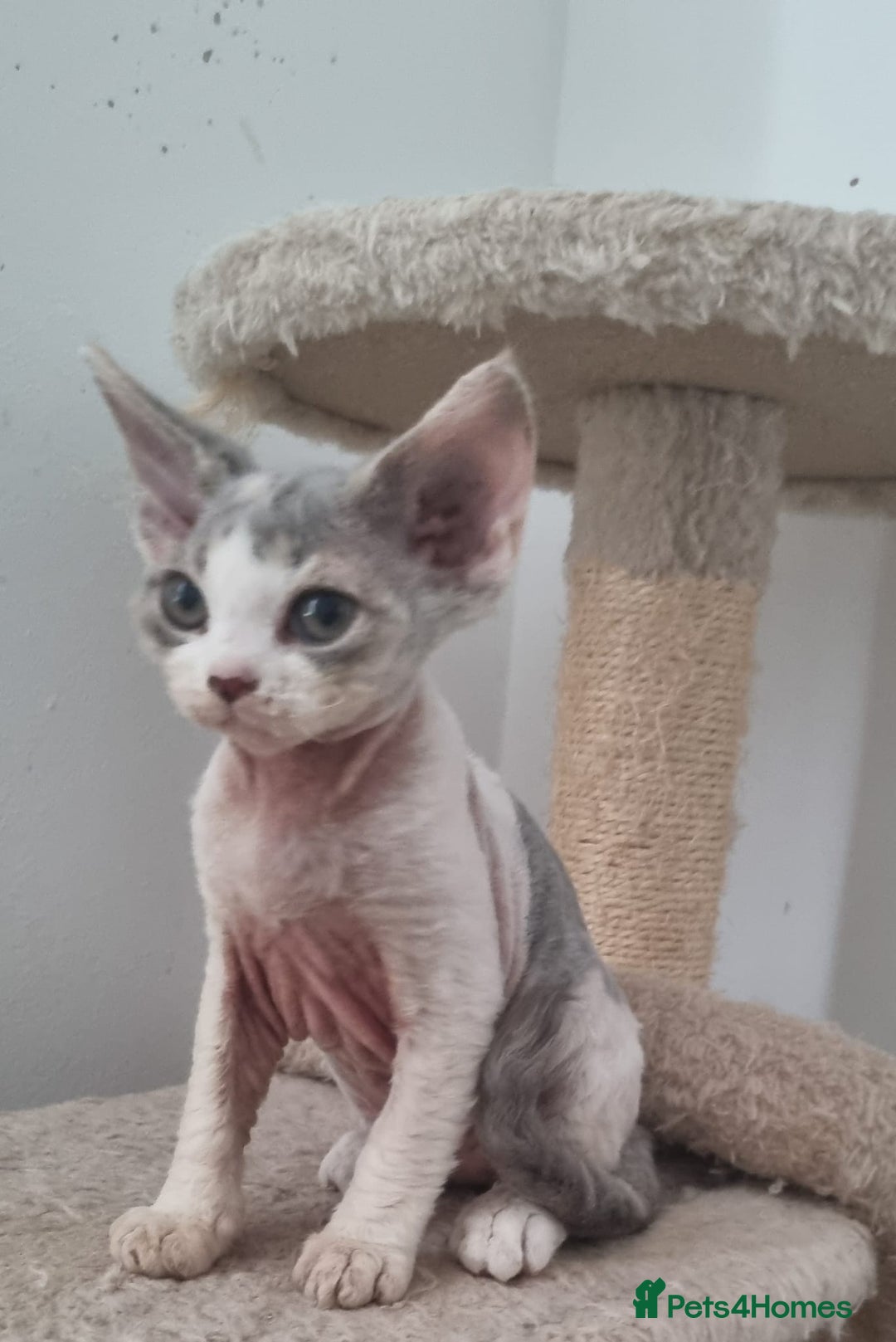 Devon Rex cats for sale: Three lovely brothers and sister - Advert 17