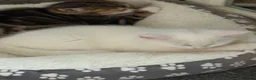 Turkish Van cats for sale: Beautiful Turkish van kittens - Advert 8