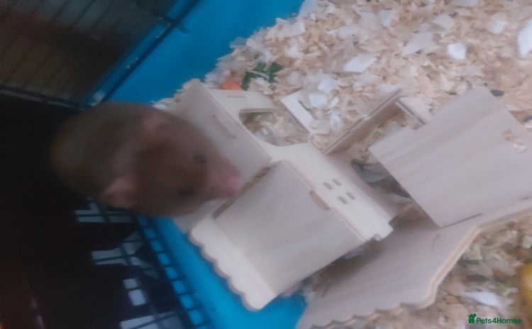 Hamster rodents - Advert 2