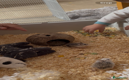 Hamster rodents for sale: 2 Brother Dwarf Hamster  - Advert 4