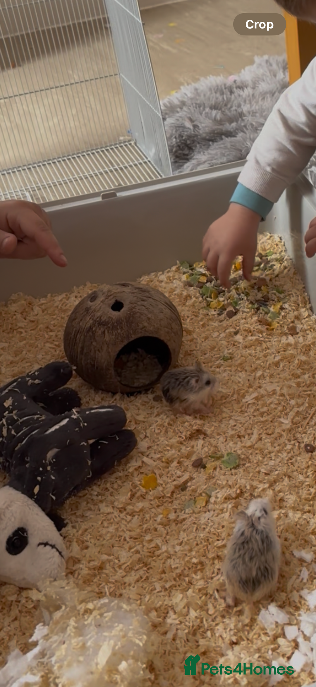 Hamster rodents for sale: 2 Brother Dwarf Hamster  - Advert 4