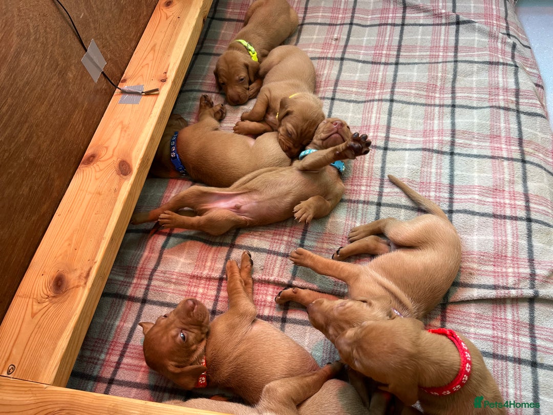 Hungarian Vizsla dogs for sale: Wonderful puppies from mum with 0/0 hip score.  - Image 8