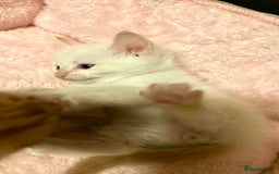 Mixed Breed cats for sale: Mixed BSH/ragdoll  - Image 8