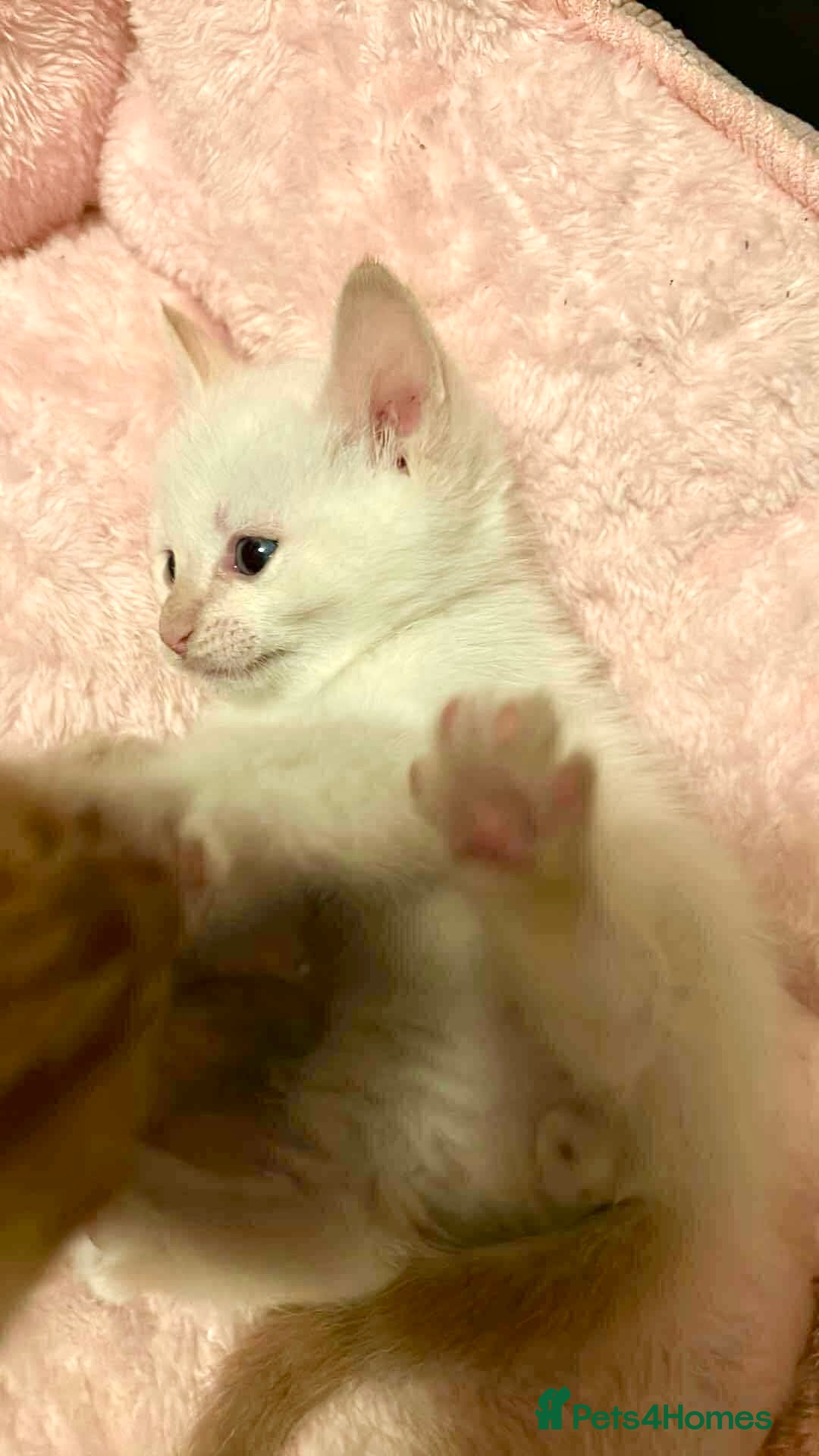 Mixed Breed cats for sale: Mixed BSH/ragdoll  - Image 8