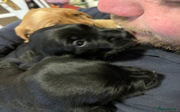 Mixed Breed dogs for sale: Sprockerdor puppies for sale - Image 9
