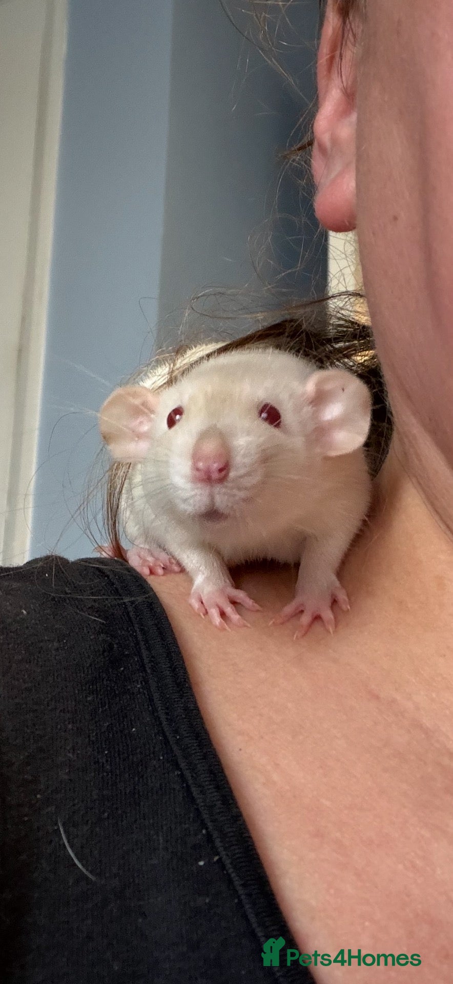 Rat rodents Super Tame Dumbo Siamese Rats Looking For ❤️ Homes - Advert 1
