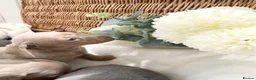 Miniature Dachshund dogs for sale: Miniature dachshund puppies - Advert 11