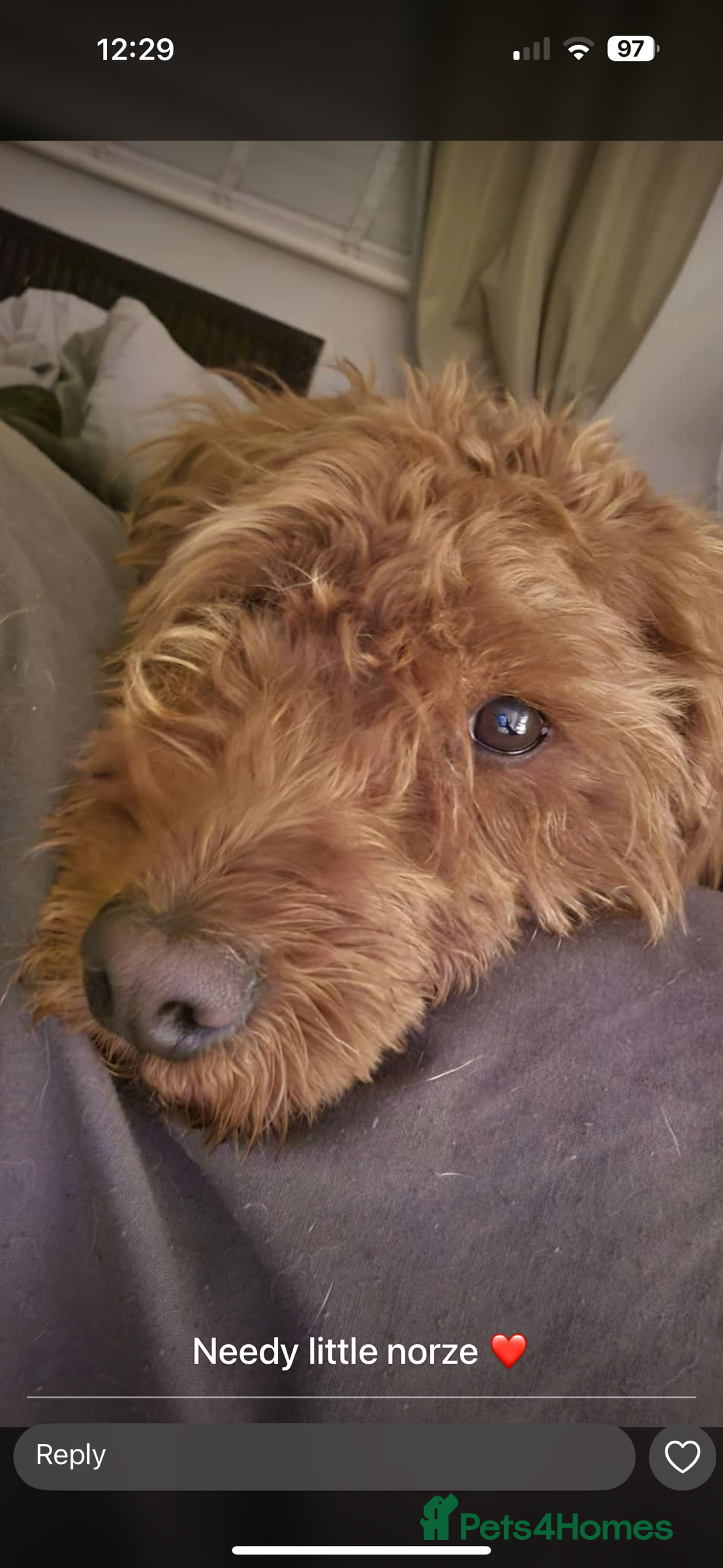 Labradoodle dogs for sale: 3 year old miniature labradoodle  - Advert 3
