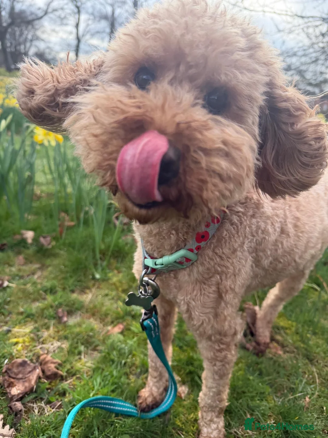 Cockapoo dogs for sale: Cockapoo for rehome in Southampton - Advert 2