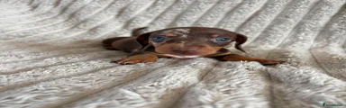 Miniature Dachshund 5