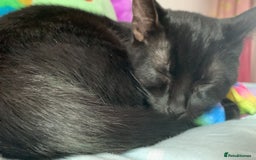 Bombay cats for sale: cats  - Image 6