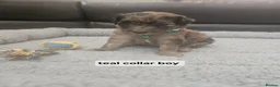 Goldendoodle dogs for sale: GOLDENDOODLES - Advert 23