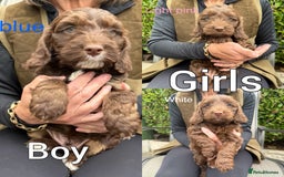 Cockapoo dogs for sale: F1 Chocolate Cockapoo puppies - Image 1