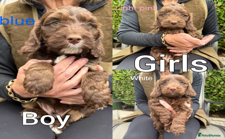 Cockapoo dogs - Advert 2