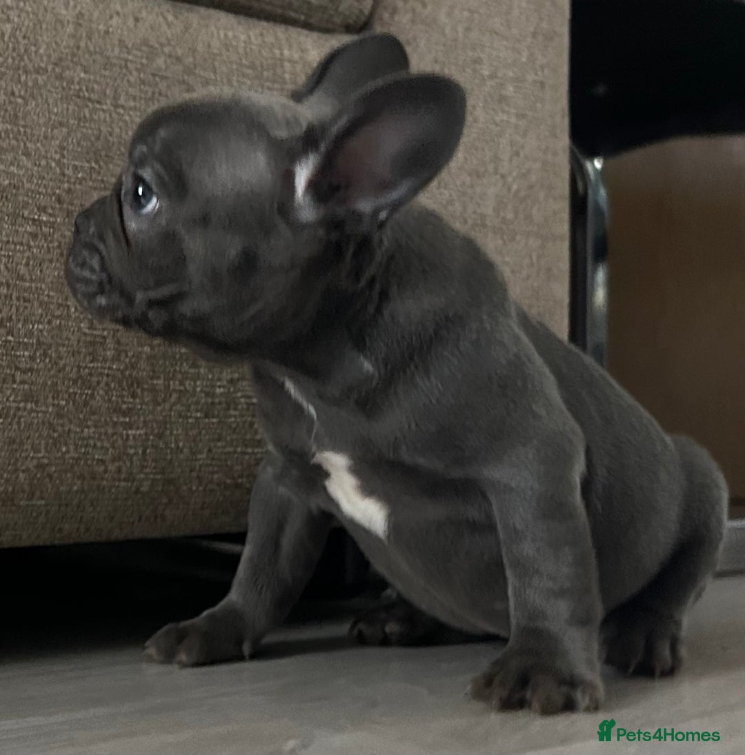 French Bulldog dogs for sale: French Bulldog Blue Girl 12 weeks old ! Last one - Advert 5