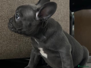 French Bulldog dogs 4 Solid Blue French Bulldog Girls - Advert 4