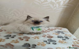 Ragdoll cats for sale: 8 beautiful Ragdoll cats - Image 16