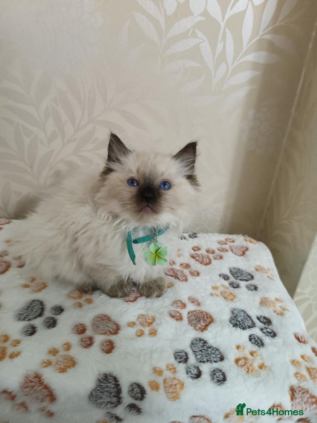 Ragdoll cats for sale: 8 beautiful Ragdoll cats - Image 16