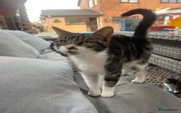 Mixed Breed cats for sale: Mixed breed kittens  - Image 2