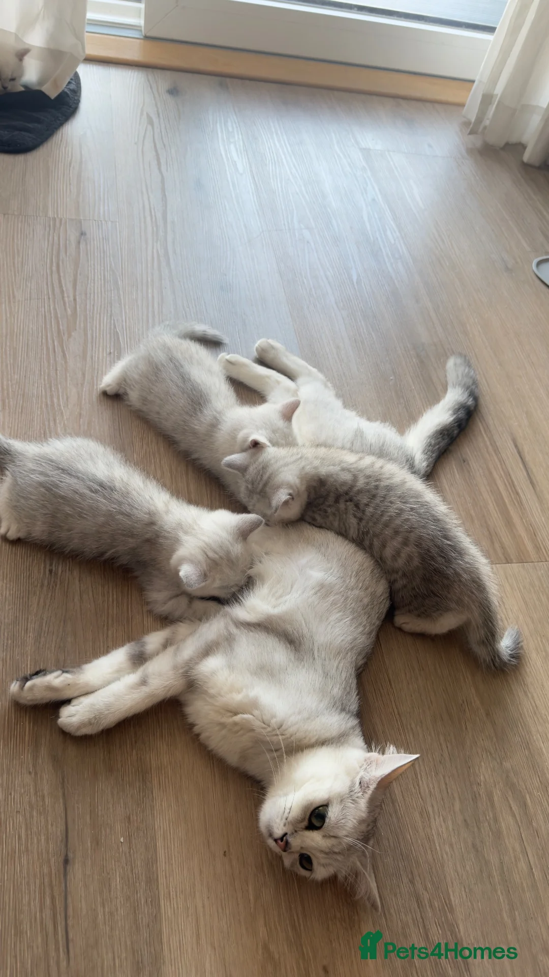 British Shorthair cats for sale: ☀️💕Beautiful baby British Shorthair ☀️💕 - Advert 2