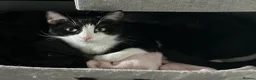 Mixed Breed cats for sale:  **   in Manchester - Advert 19