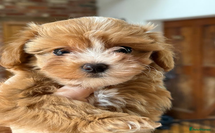 Maltipoo dogs - Advert 8