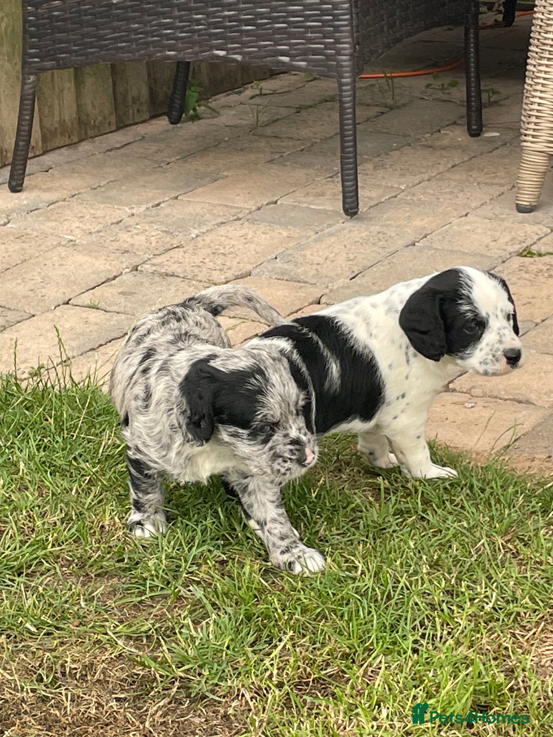Mixed Breed dogs for sale: Rare Dalmadoodle puppies 🐶 🩷  - Image 17