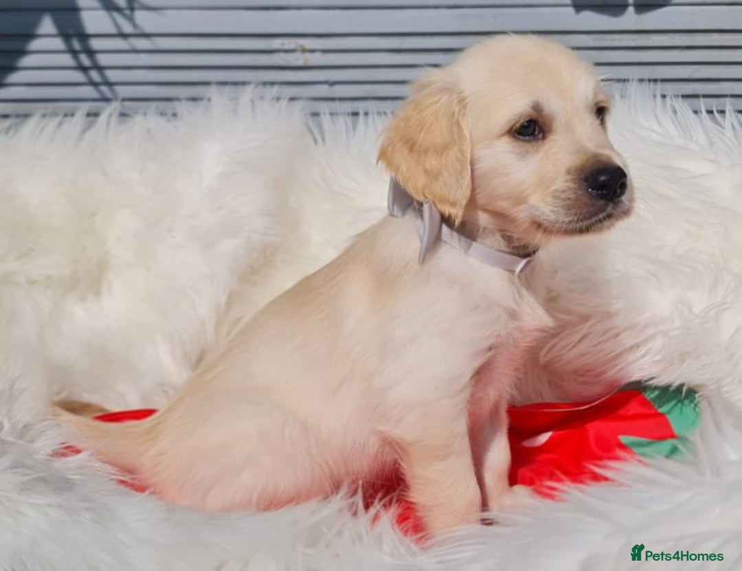 Golden Retriever dogs for sale: Stunning Golden Retriever puppies  - Image 18