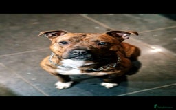 Staffordshire Bull Terrier dogs for sale: Looking to rehouse Dante - Image 2