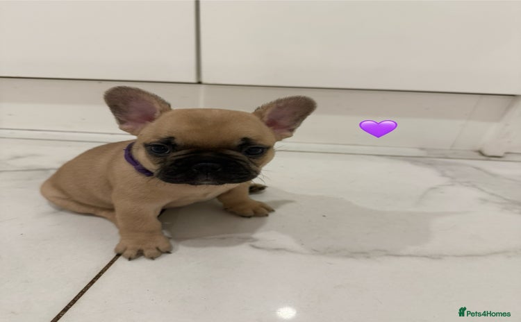 French Bulldog dogs - Advert 2