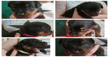 Rottweiler dogs Beautiful kc rottweiler puppies 3rd gen 3 left - Advert 3