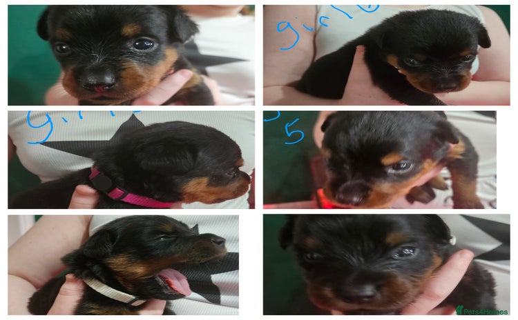 Rottweiler dogs Beautiful kc rottweiler puppies 3rd gen 3 left - Advert 10